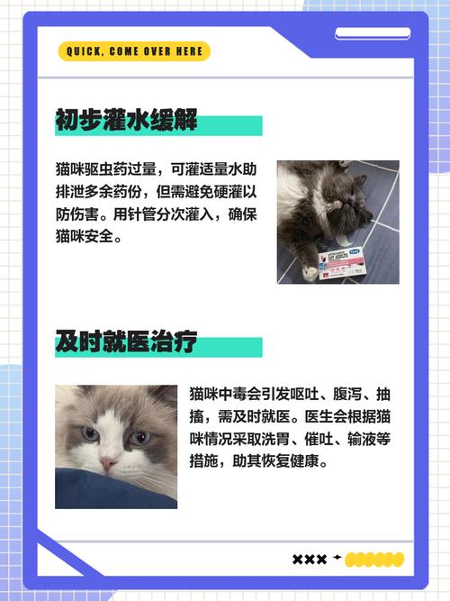 猫咪不会吃驱虫药应该怎么办呢?