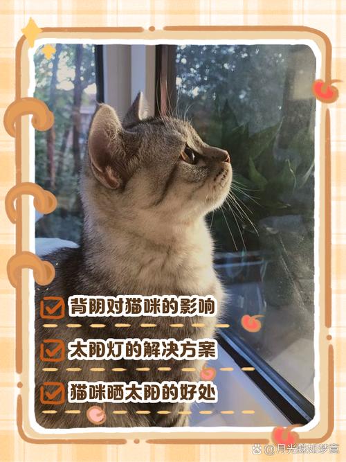 猫不晒太阳会怎样