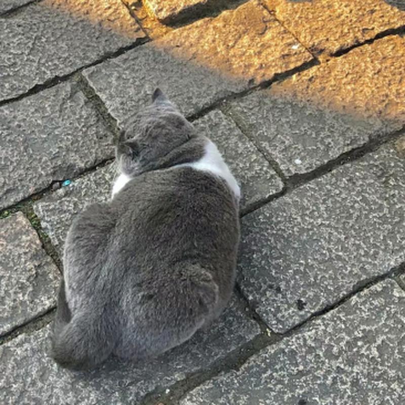 猫咪不爱晒太阳