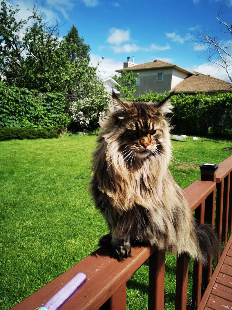 猫咪长期不晒太阳会怎么样?