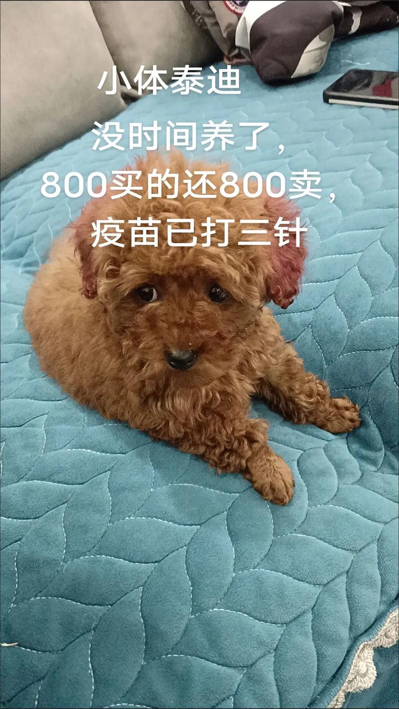 给狗狗打针安乐死多少钱啊?