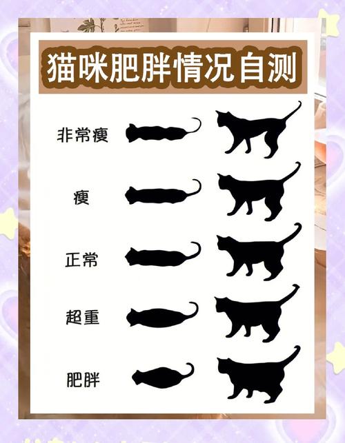 猫咪过度肥胖怎么办?