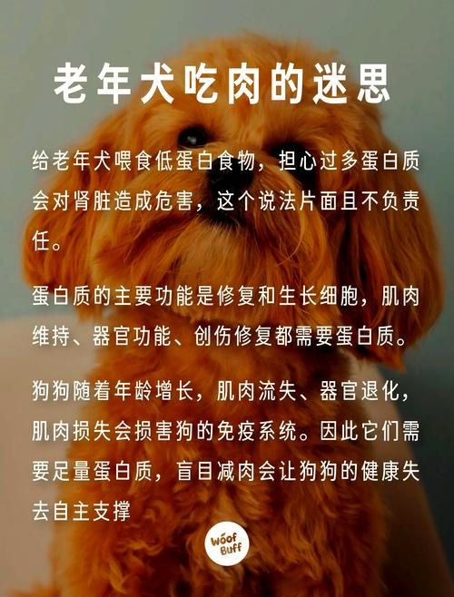 狗狗年纪大了吃什么补充营养