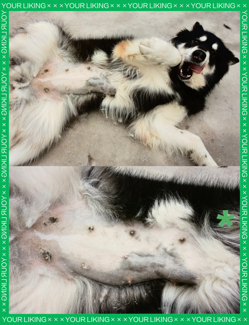 狗狗怀孕可以洗澡吗?