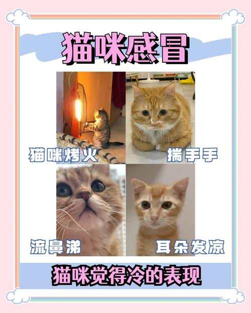 小猫感冒了,怎么办?