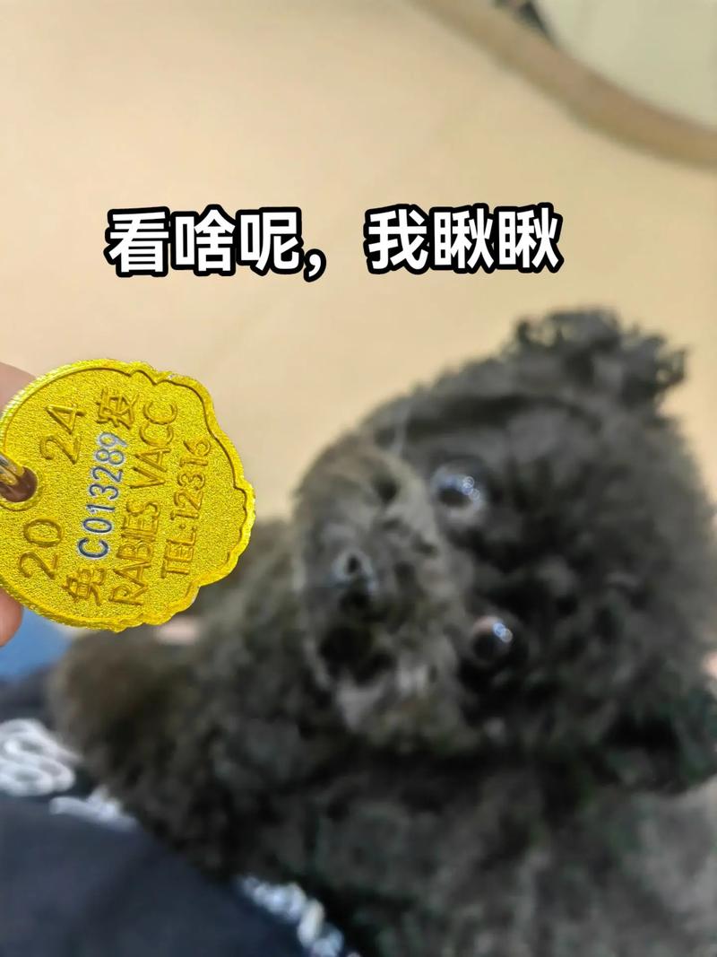 狗狗打四联还是打八联好?