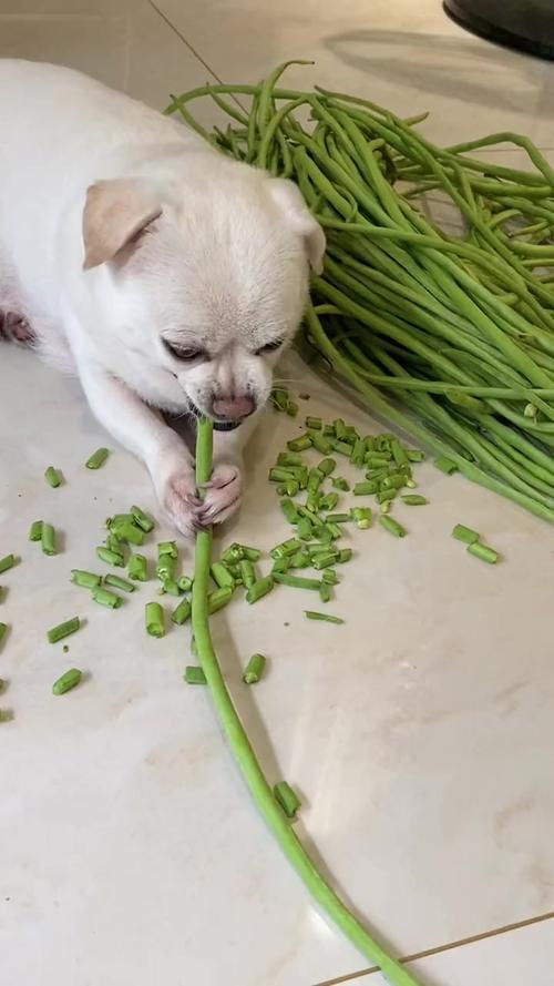 萨摩耶可以吃豇豆的豆子吗?