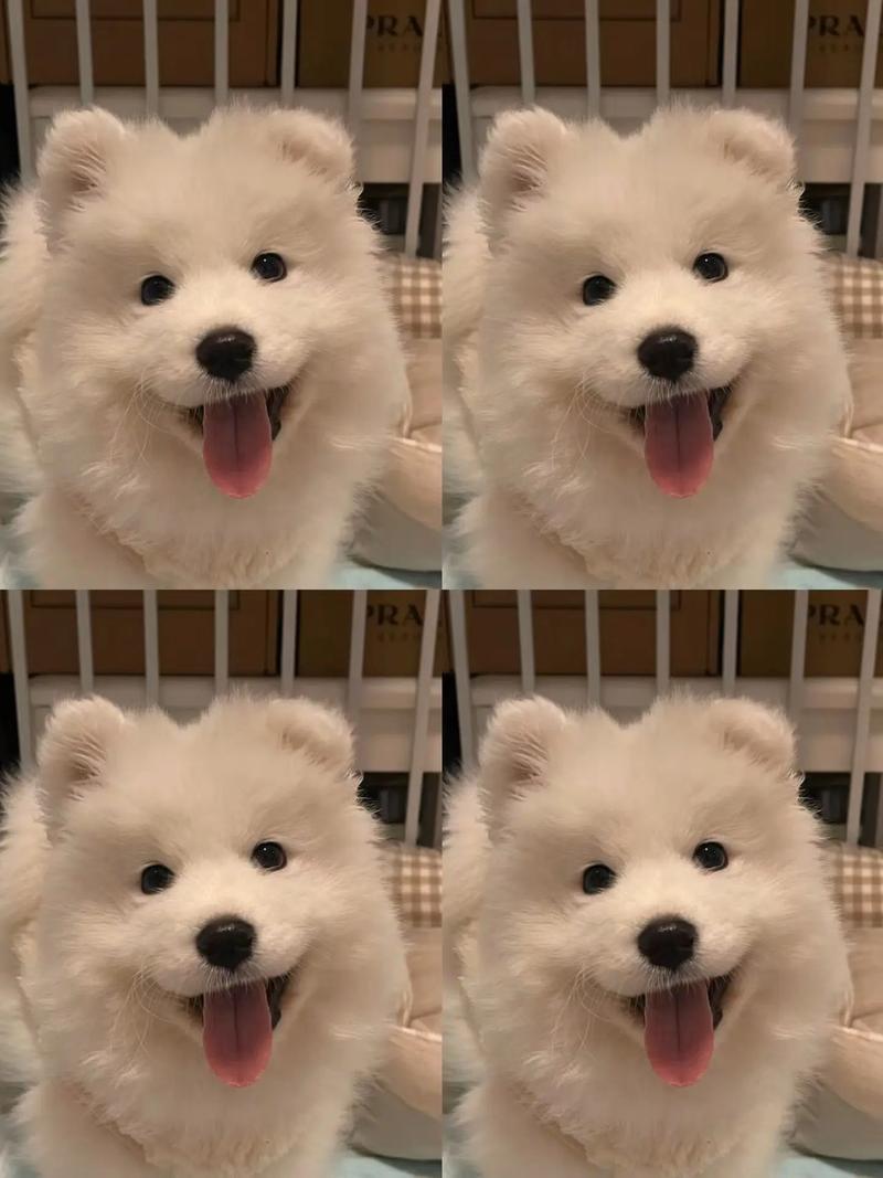 狗狗为什么不能吃豇豆