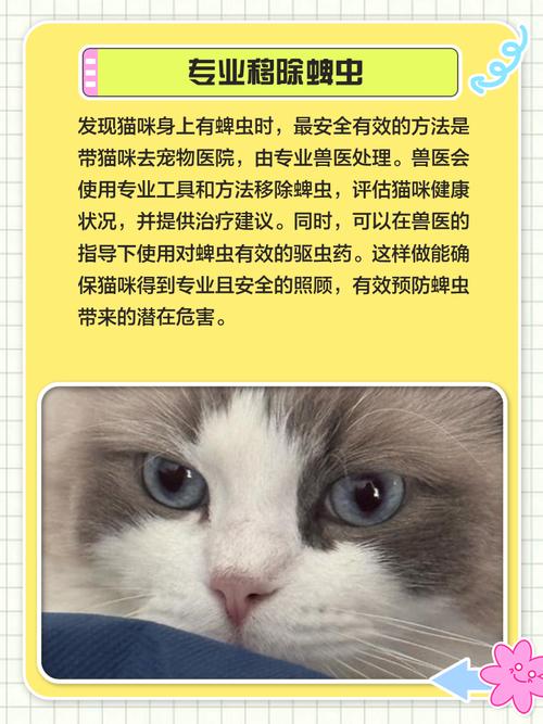 猫剃毛多少钱猫身上有虱子去宠物医院去虱子要多少钱