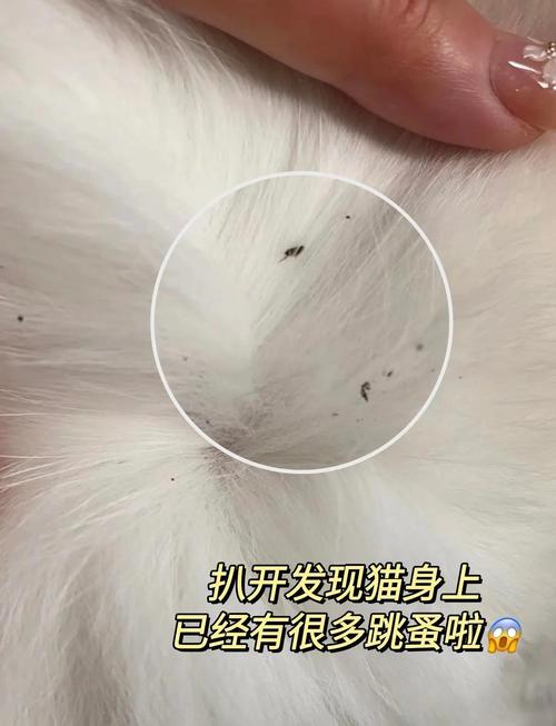 猫咪身上有虱子怎么办