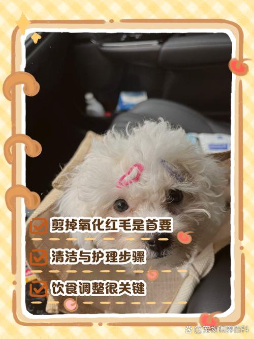 比熊泪痕的红毛怎么洗掉