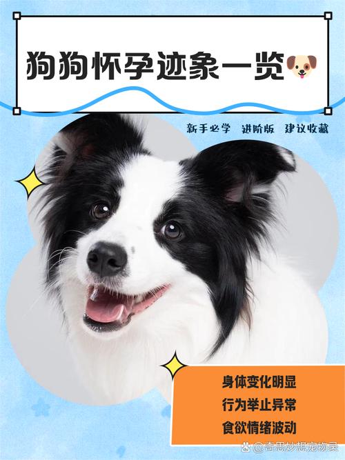 六个月的狗狗会怀孕吗