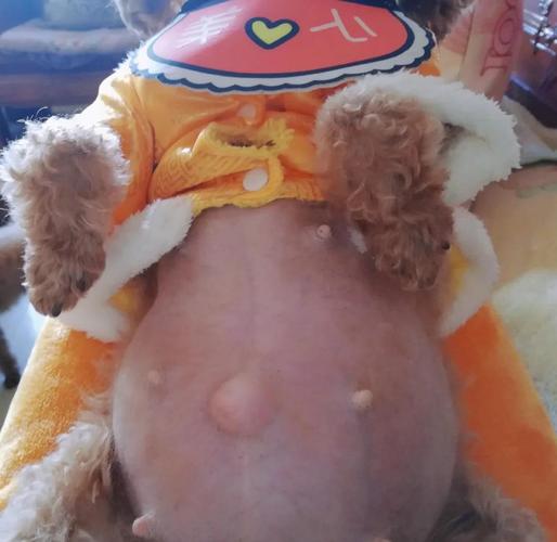 狗多大可以怀孕