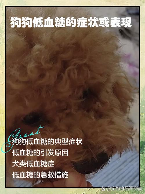 小狗低血糖的表现是什么
