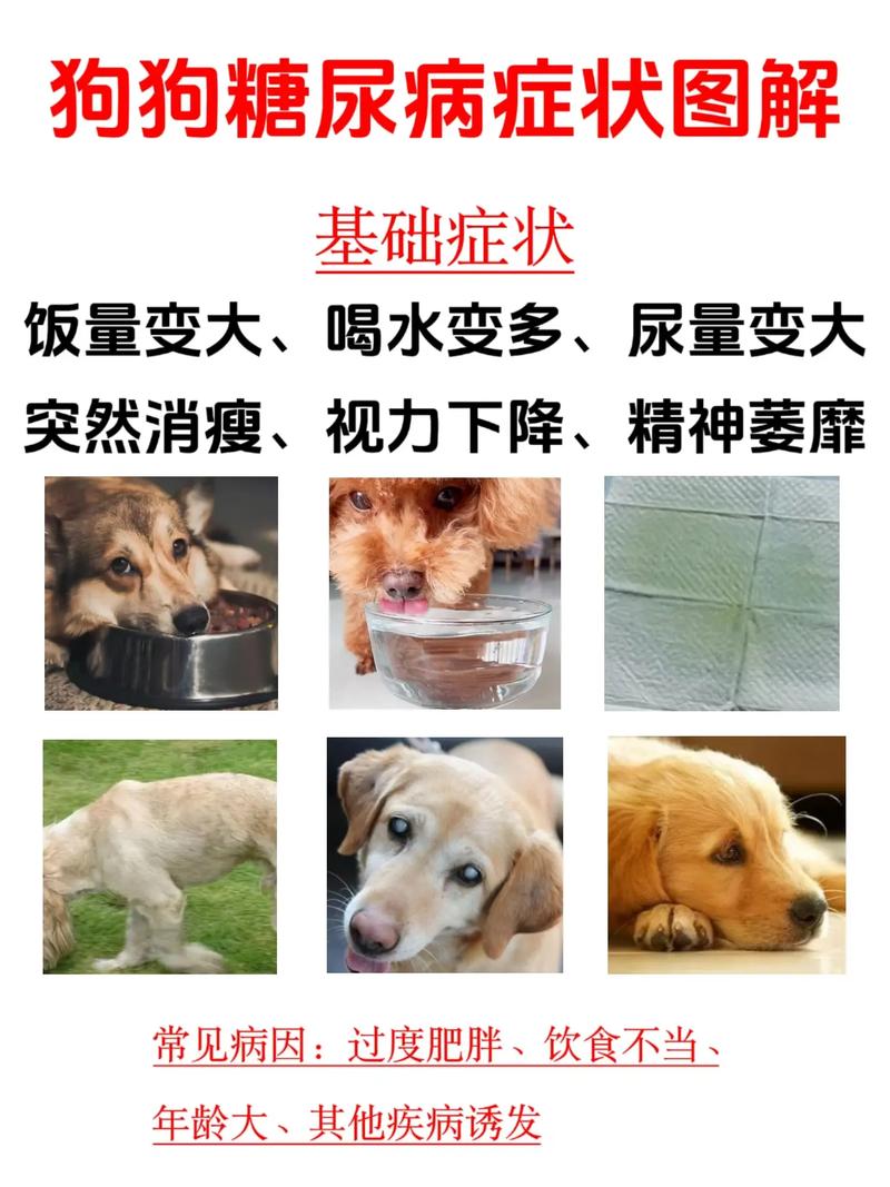 狗狗低血糖有哪些症状?