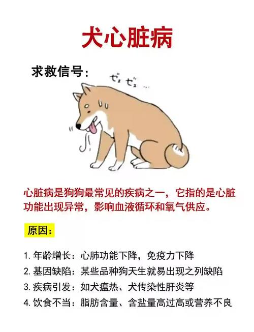 狗狗低血糖的症状和应对措施