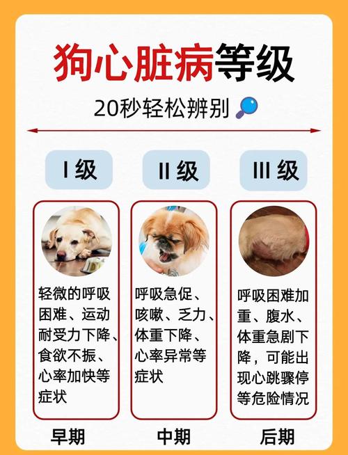 狗狗低血糖的常见症状