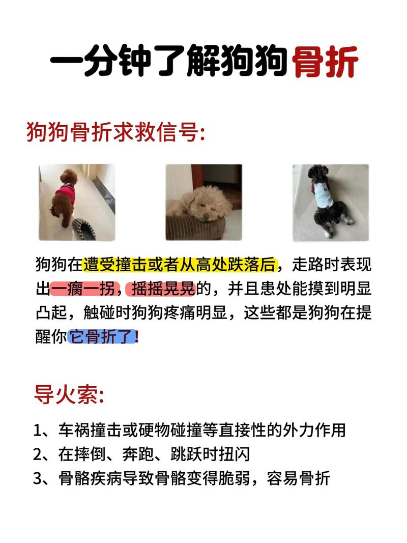 狗狗骨折后几天能消肿