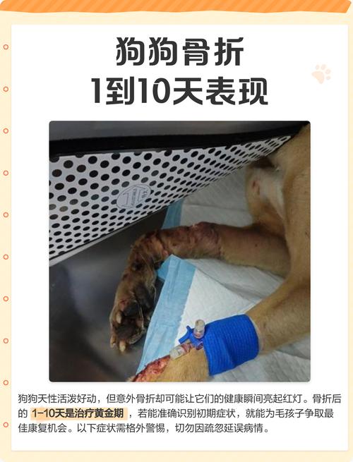 狗骨折肿胀多久能消肿