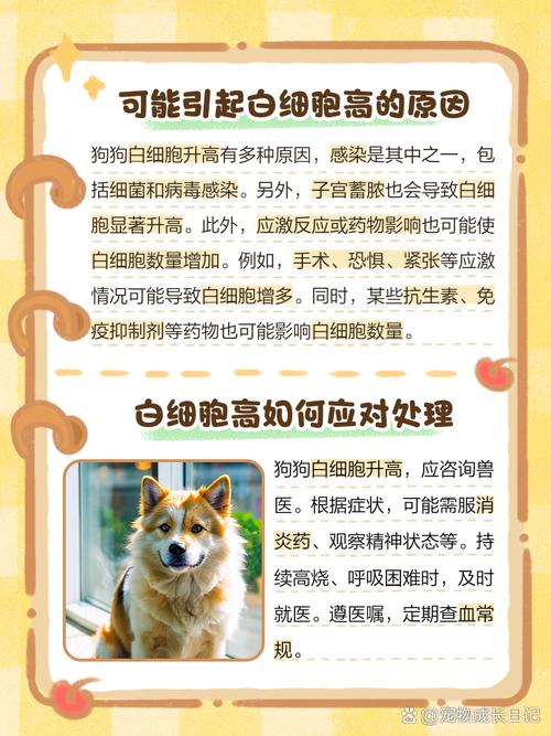 狗白细胞高的原因及处理方法