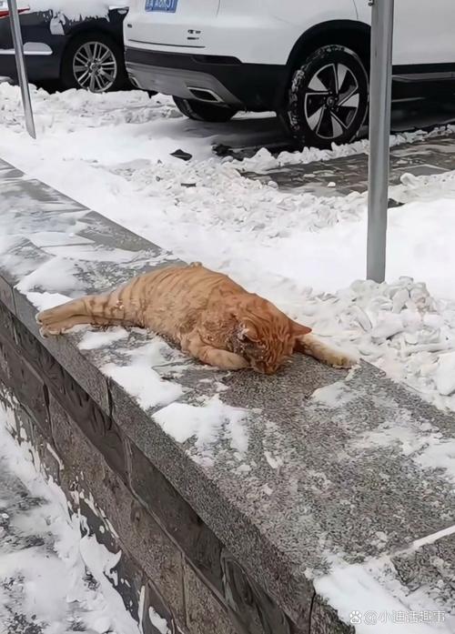 猫冬天在室外会不会冷猫真的会冻死吗?