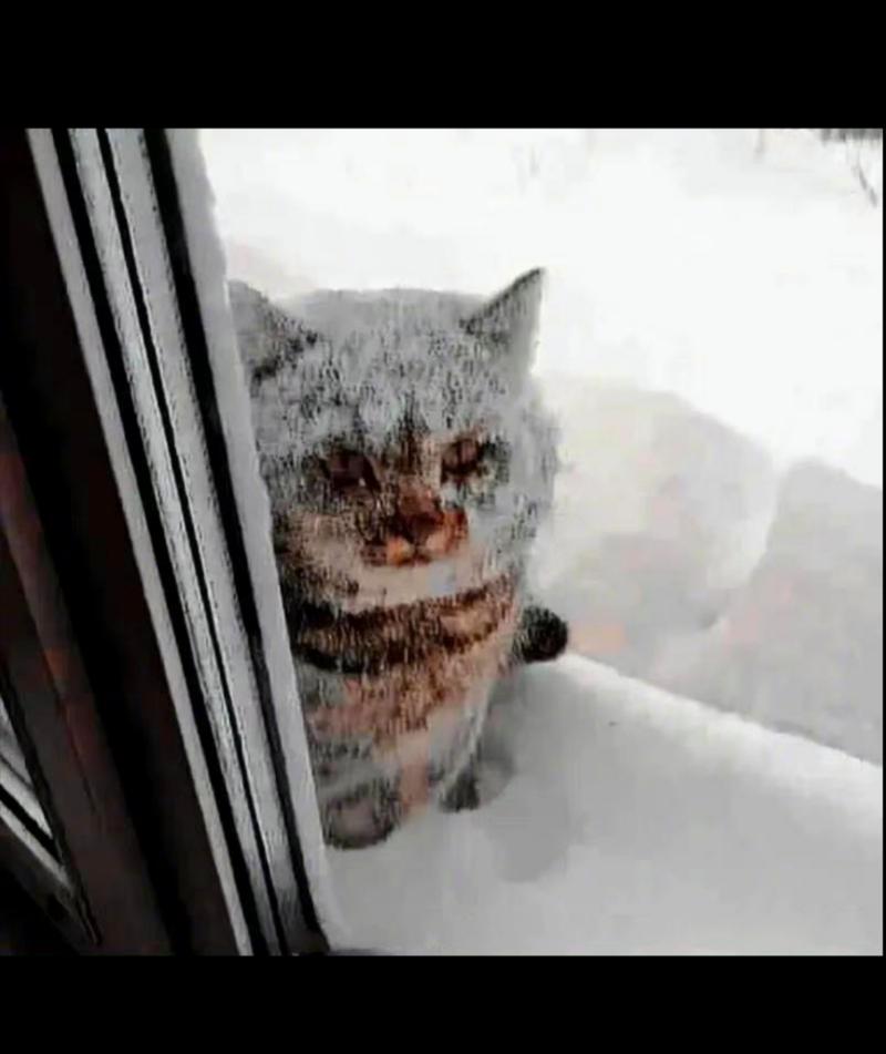 冬天猫咪在室外会冷吗?