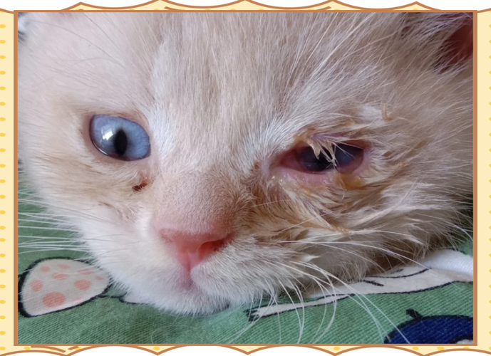 猫眼睛流脓了,会不会瞎?