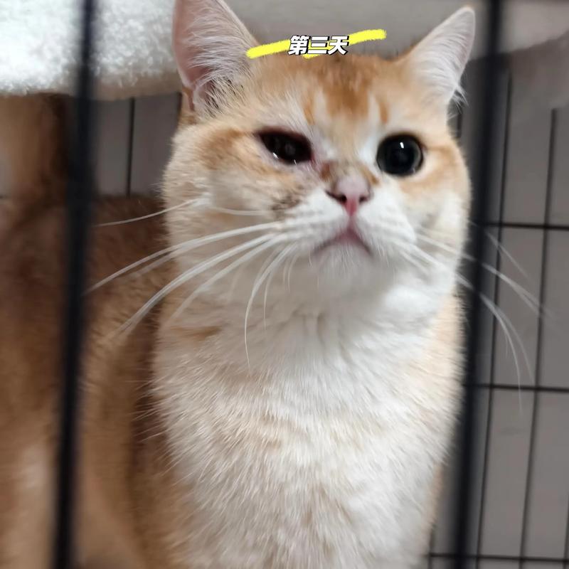 猫咪眼睛流脓会自愈吗?