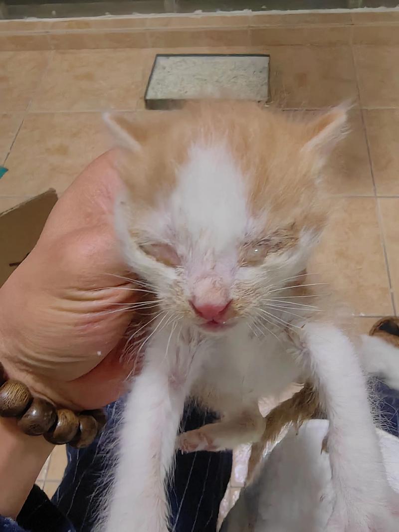 小奶猫眼睛流脓