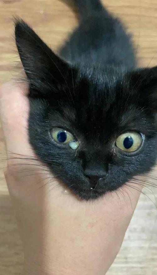 猫咪眼睛流脓怎么办?