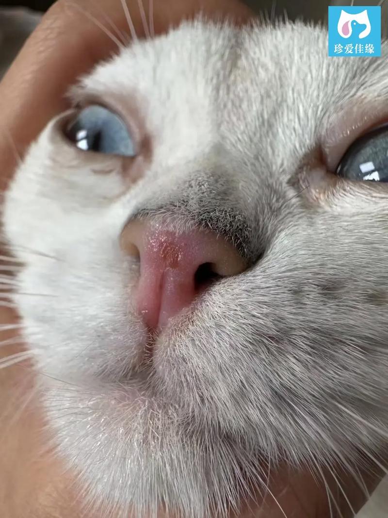 猫鼻子被挠破了会自愈吗?