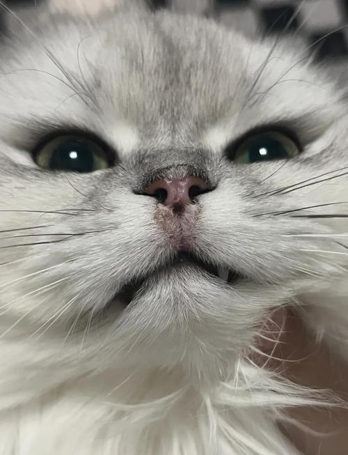 猫鼻子被狗咬伤了,鼻子破了,奄奄一息了,怎么办办???