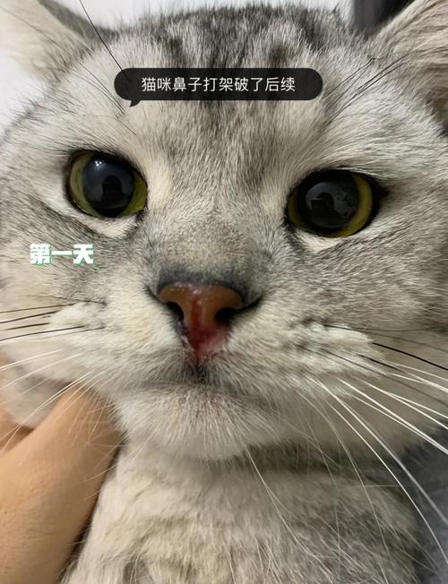 猫鼻子破了一块肉