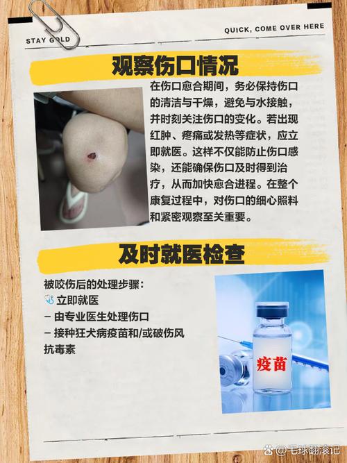 小狗被撞成内伤怎么办