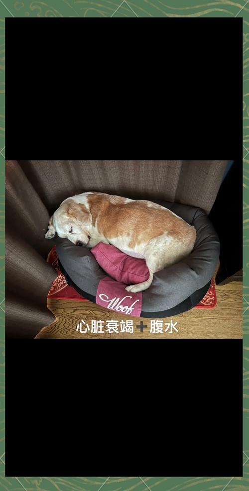 狗狗腹水多久会死