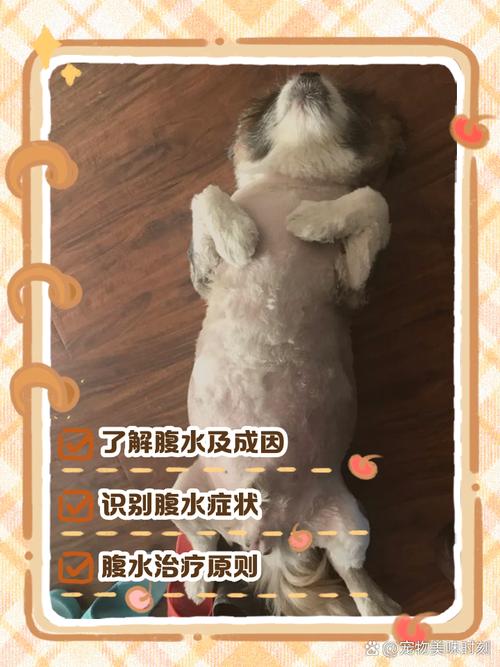 狗狗腹水多久才能死