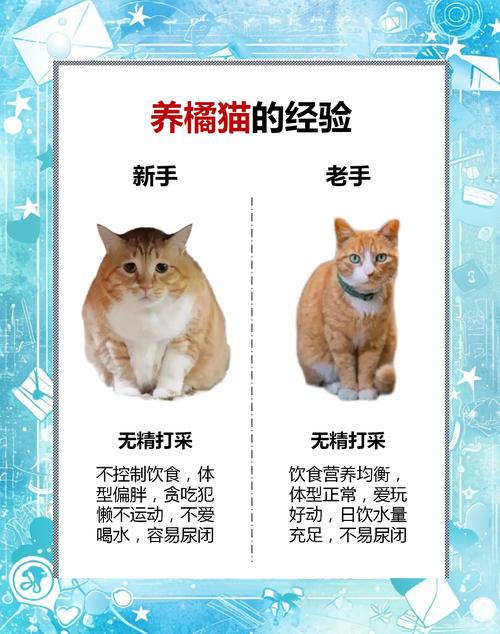 新到家的橘猫认生,总躲着怎么办?