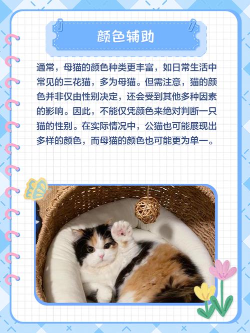 猫咪认生怎么办