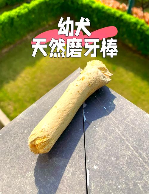 2月幼犬把磨牙棒吃了
