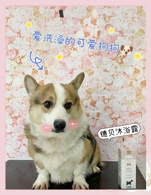 雪纳瑞误食蚊香会怎么样?