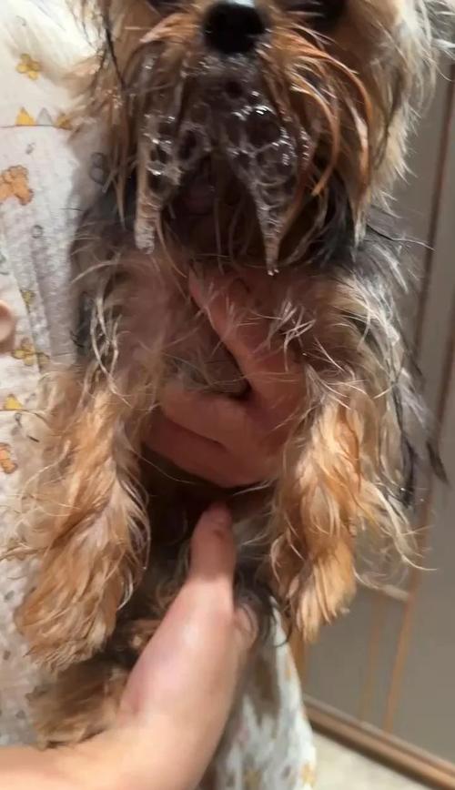 狗狗误食蚊香怎么办