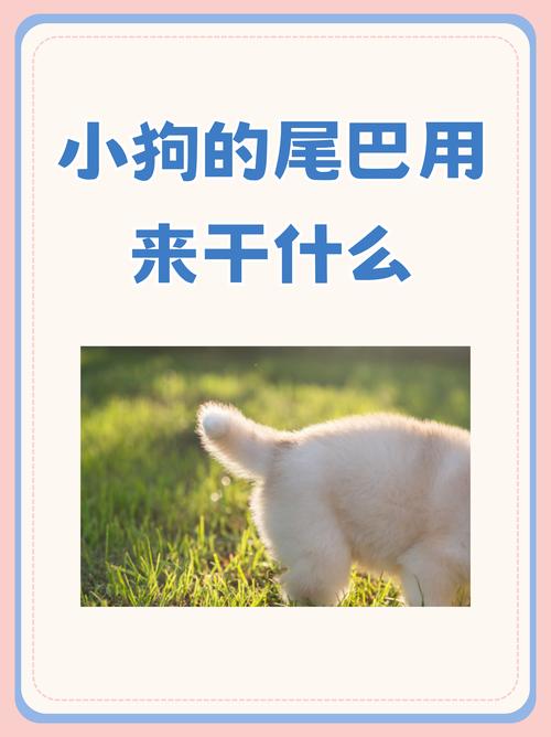 狗狗的尾巴有什么作用要准确的