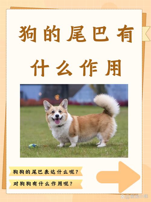 狗尾巴的用处