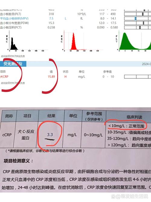 狗狗几天没有吃东西然后精神不是很好吃了又吐