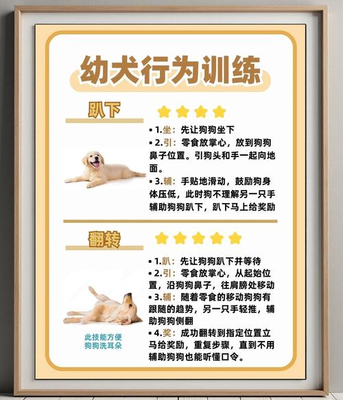 狗狗应该几岁开始训练?一两个月不可以吗?