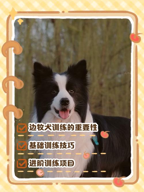 狗狗多大时开始训练效果比较好,可以两个人一起训狗吗?