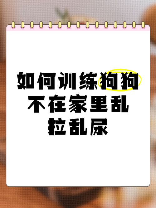 狗狗要几个月开始训练?狗狗最佳训练时期!