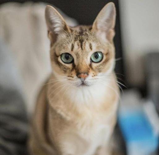 世界上最小的猫咪是什么猫?