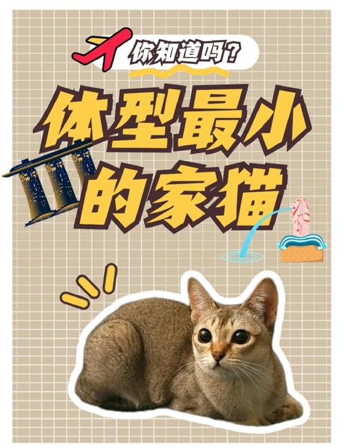最小的猫是什么品种