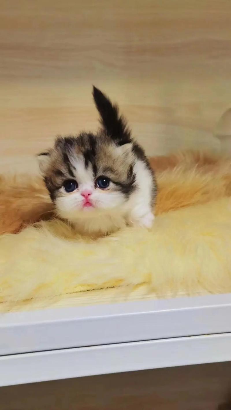 世界最小的猫叫什么